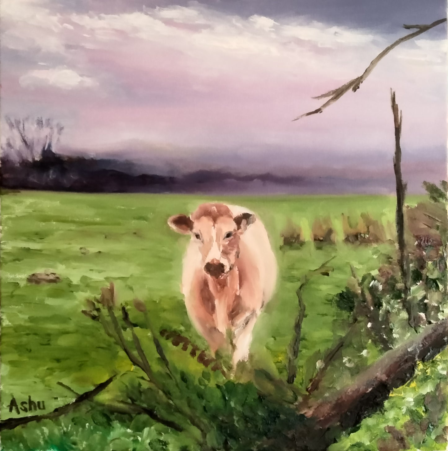 "Jersey Cow in the Field"
